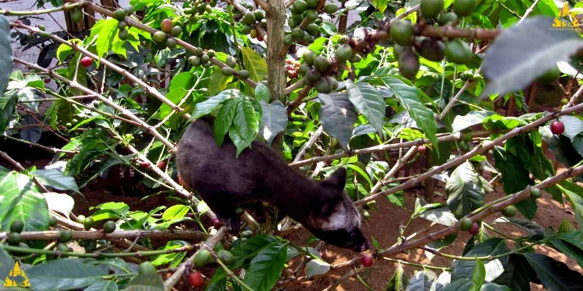 Luwak Coffee Plantation